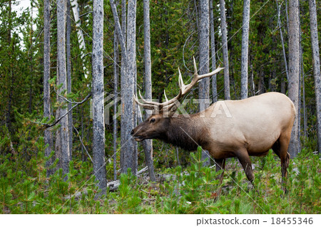 Elk 18455346