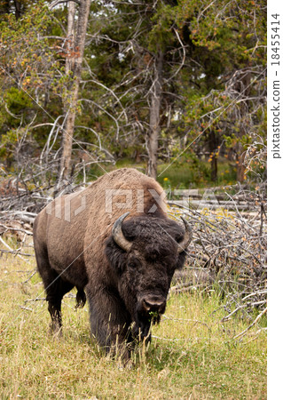 American bison　 18455414