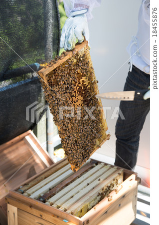 養蜂業 18455876