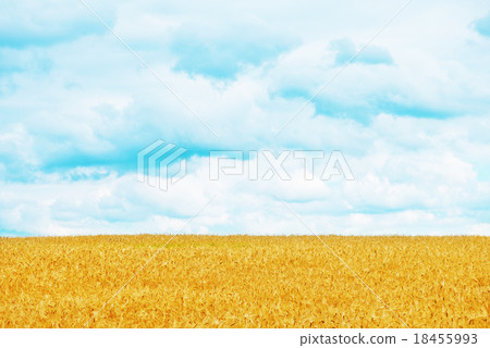 wheat field wheat field 18455993