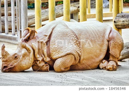 Rhino / rhinoceros grazing on nature landscape. 18456346