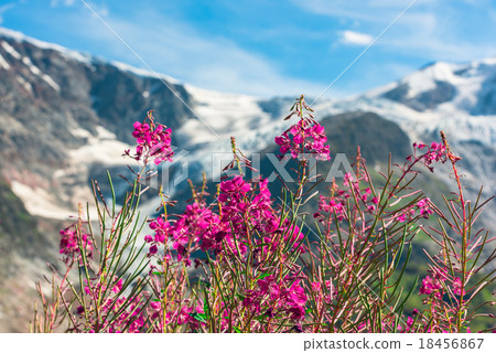 Swiss Apls with wild pink flowers 18456867