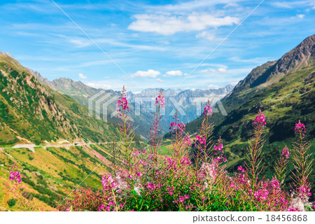 Swiss Apls with wild pink flowers 18456868