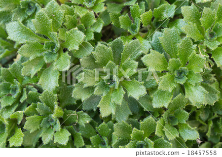 Muslim leaves 18457558