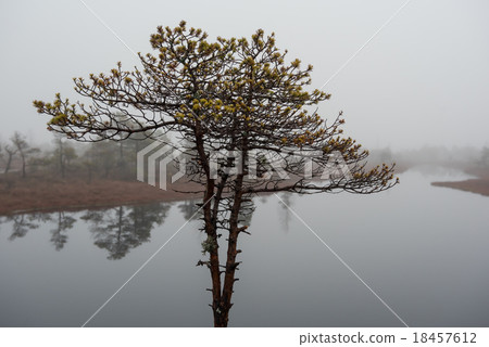 Kemeri National Park Kemeri National Park 18457612