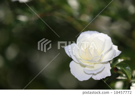 White Rose  18457772