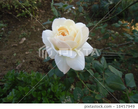 Rose of white flowers 18457949