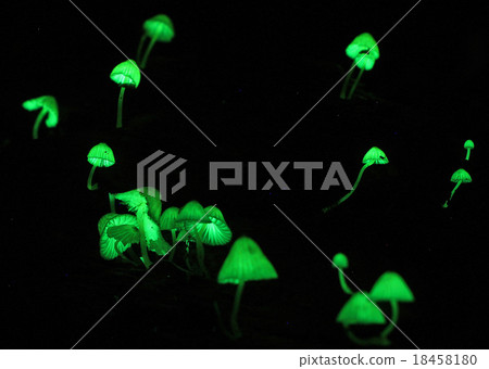 Mushroom melody Mushroom melody 18458180