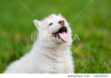 Husky puppy on a green grass Husky puppy on a green grass 18458422
