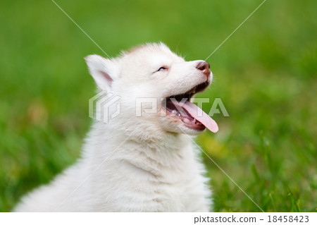 Husky puppy on a green grass Husky puppy on a green grass 18458423