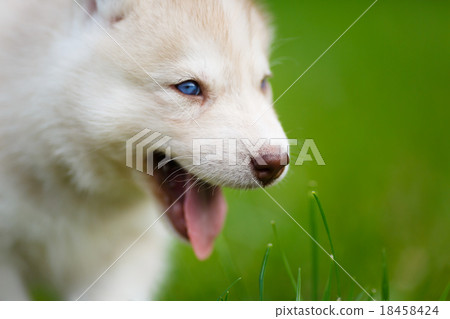 Husky puppy on a green grass Husky puppy on a green grass 18458424