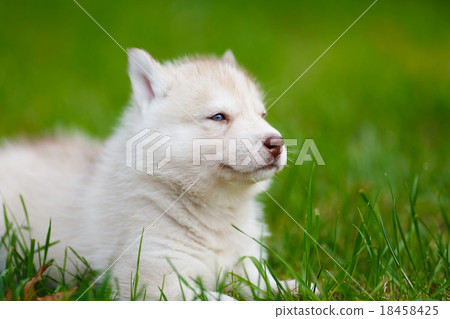 Husky puppy on a green grass Husky puppy on a green grass 18458425