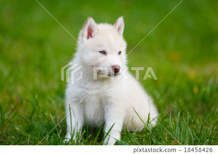 Husky puppy on a green grass Husky puppy on a green grass 18458426