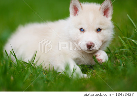 Husky puppy on a green grass Husky puppy on a green grass 18458427