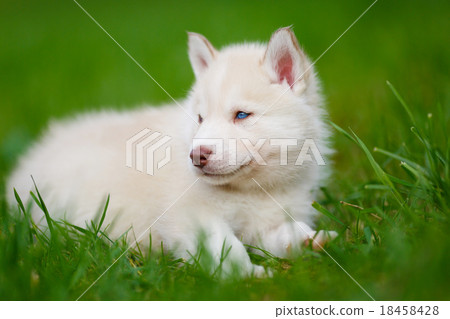Husky puppy on a green grass Husky puppy on a green grass 18458428