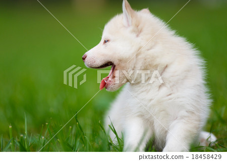 Husky puppy on a green grass Husky puppy on a green grass 18458429