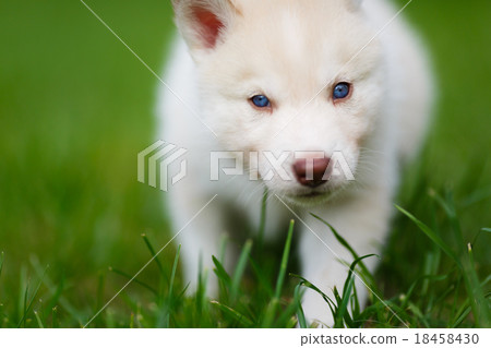 Husky puppy on a green grass Husky puppy on a green grass 18458430
