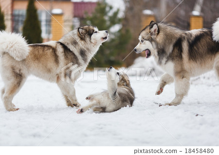 Stock Photo: Family dog breed of malamutes