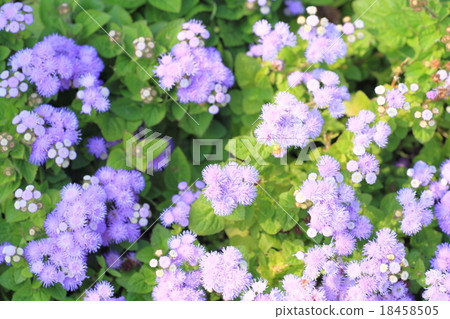 Agereatum花 18458505