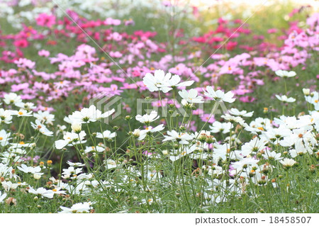 秋天公園波斯菊花床 18458507