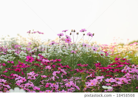 秋天公園波斯菊花床 18458508