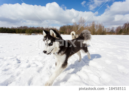Running puppy husky Running puppy husky 18458511