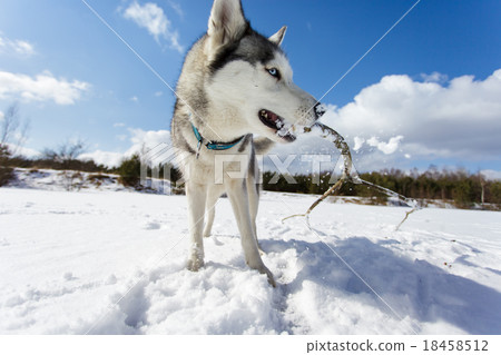 Husky with a branch in his mouth Husky with a branch in his mouth 18458512