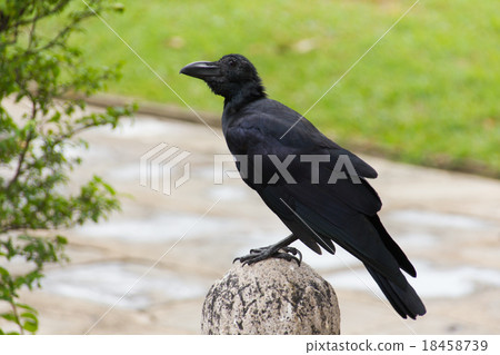 Crow Crow 18458739
