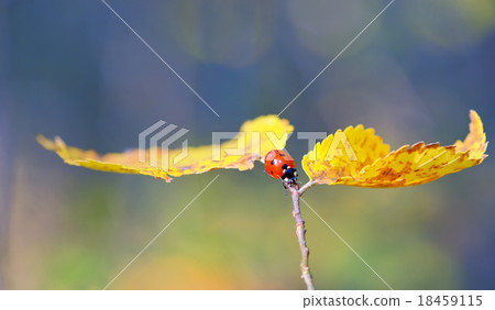 Ladybug on leaf in autumn time Ladybug on leaf in autumn time 18459115