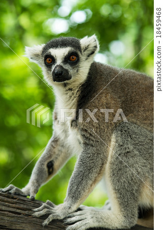 ring-tailed lemur (lemur catta) 18459468