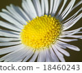 Close-up of white flowers 18460243