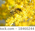 Seita kawadachi sou and bee 18460244