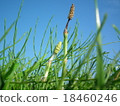 Tsukushi of the meadow 18460246