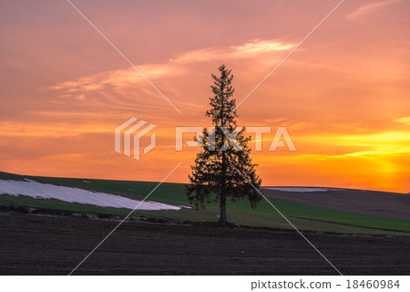 Biei Christmas tree tree 18460984