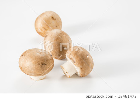 Mushroom 18461472