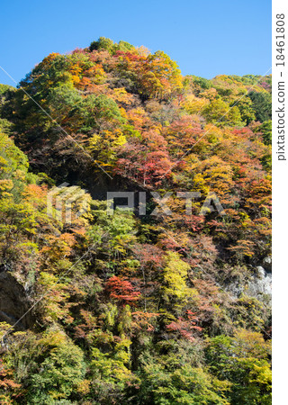 Oku Chichibu·Kinari擦除小河秋葉 18461808