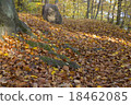 Roots and stone 18462085
