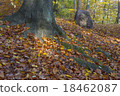 Light spot and tree roots 18462087