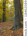 Lime tree trunk in park 18462089
