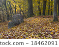 Findling in the forest 18462091