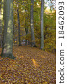 Autumnal forest path 18462093