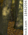 Light spot on the tree 18462094