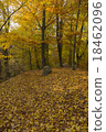 Forest path in autumn leaves 18462096