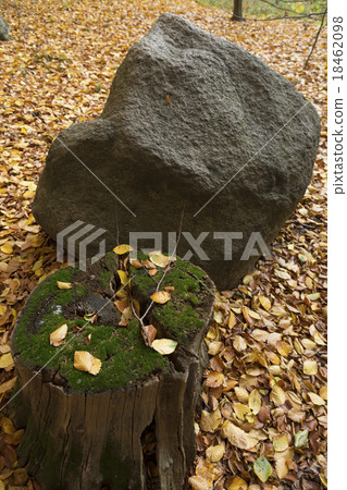 Stone and trunk 18462098