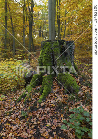 Green Tree Stump 18462100