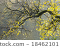 Almost bald branch 18462101