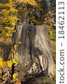 Tree stump in the sun 18462113