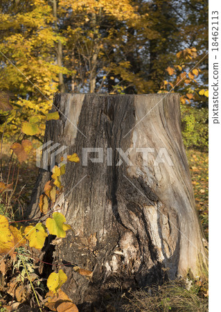 Tree stump in the sun Tree stump in the sun 18462113