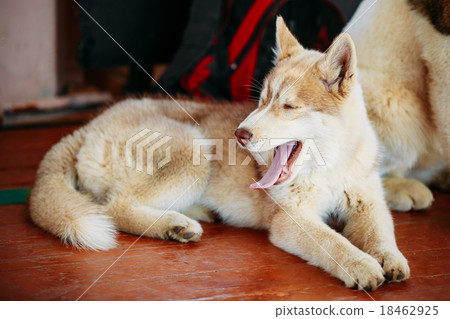 Young White And Red Husky Puppy Eskimo Dog Young White And Red Husky Puppy Eskimo Dog 18462925