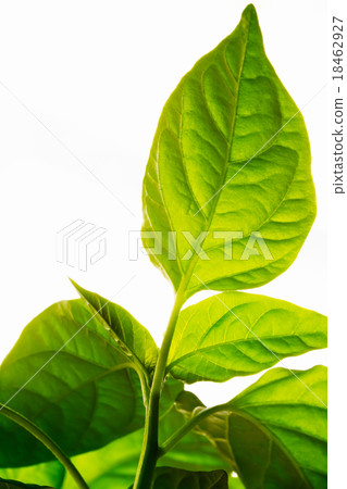 Green Sprout Growing From Seed Green Sprout Growing From Seed 18462927